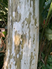 Libidibia ferrea leiostachya