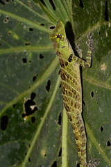 Anolis latifrons