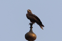 Milvus migrans govinda