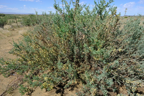 Anisostigma schenckii image