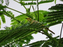 Ptilotula flavescens