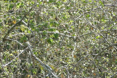 Pogoniulus pusillus