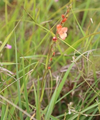 Gladiolus densiflorus