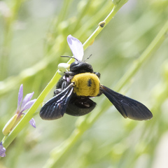Xylocopa pubescens