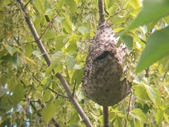 Polybia scutellaris