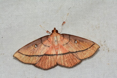 Midilinae