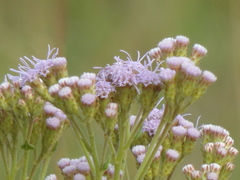 Chromolaena hirsuta