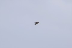 Hirundo domicola