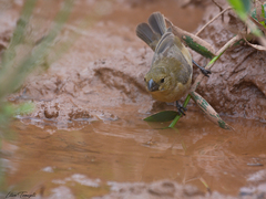 Sporophila leucoptera