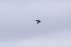 Hirundo domicola