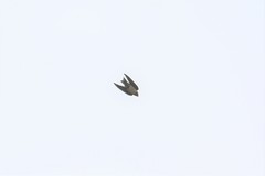 Hirundo domicola