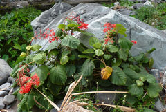 Clerodendrum speciosissimum