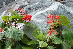 Clerodendrum speciosissimum