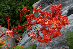 Clerodendrum speciosissimum