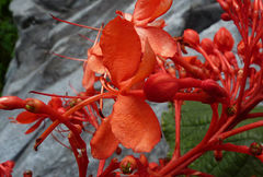 Clerodendrum speciosissimum