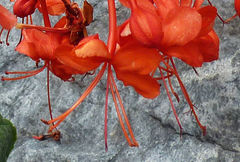 Clerodendrum speciosissimum