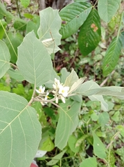 Solanum rudepannum