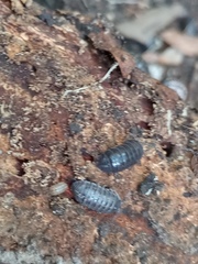 Armadillidium vulgare