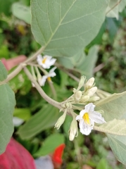 Solanum rudepannum