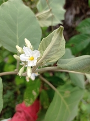 Solanum rudepannum