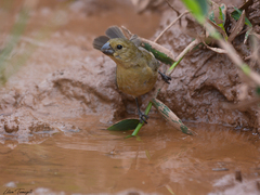 Sporophila leucoptera