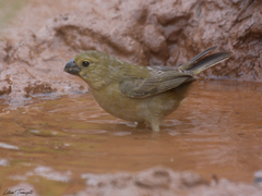 Sporophila leucoptera