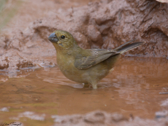 Sporophila leucoptera