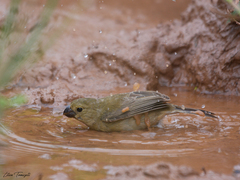 Sporophila leucoptera