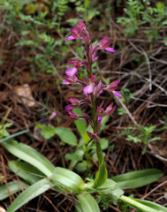 Anacamptis papilionacea palaestina