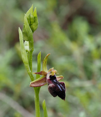 Ophrys mammosa mouterdeana