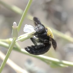 Xylocopa pubescens