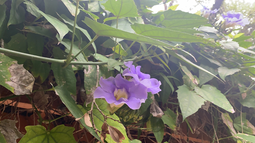 Thunbergia grandiflora image
