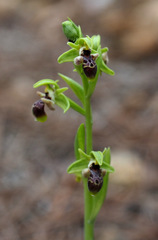 Ophrys umbilicata