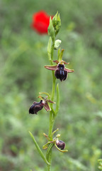 Ophrys mammosa mouterdeana