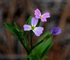 Malcolmia chia