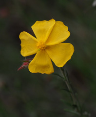 Fumana arabica