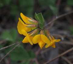Lotus longisiliquosus
