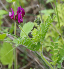 Astragalus callichrous
