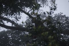 Cercopithecus mitis erythrarchus