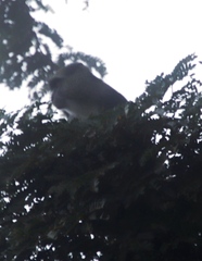 Cercopithecus mitis erythrarchus