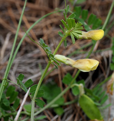 Vicia hybrida