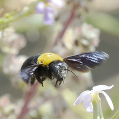 Xylocopa pubescens