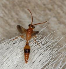 Tricholabiodes
