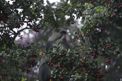 Cercopithecus mitis erythrarchus