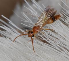Tricholabiodes
