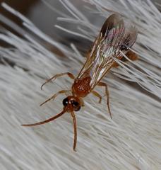 Tricholabiodes