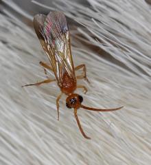 Tricholabiodes