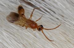 Tricholabiodes