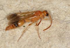 Tricholabiodes