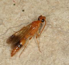 Tricholabiodes